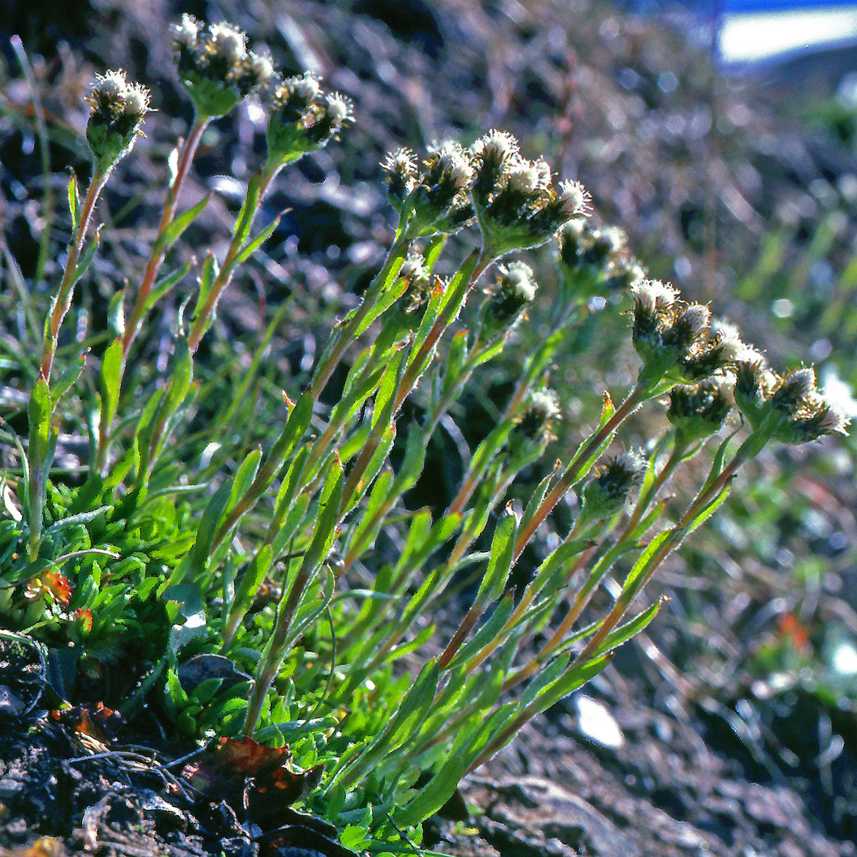 Asteraceae Antennaria porsildii
