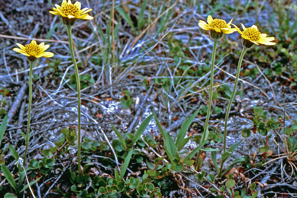 Asteraceae Arnica angustifolia