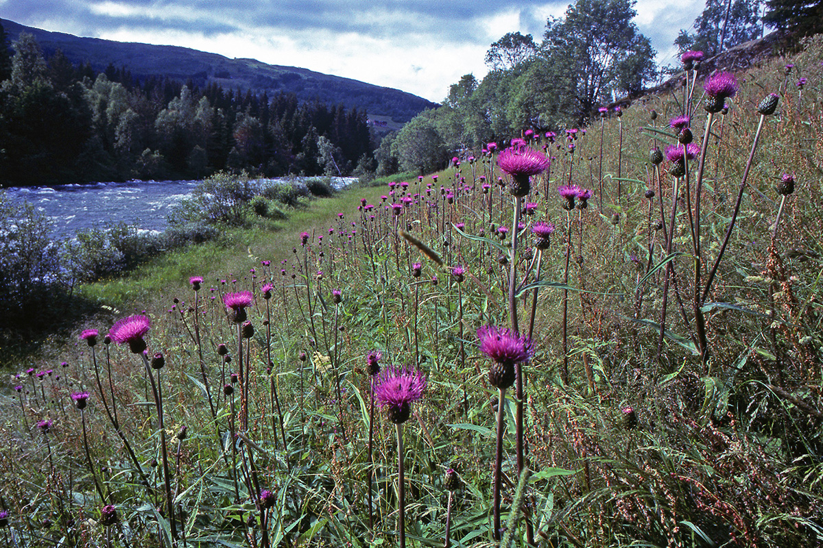 Asteraceae Cirsium helenioides