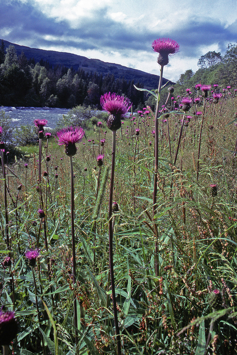 Asteraceae Cirsium helenioides