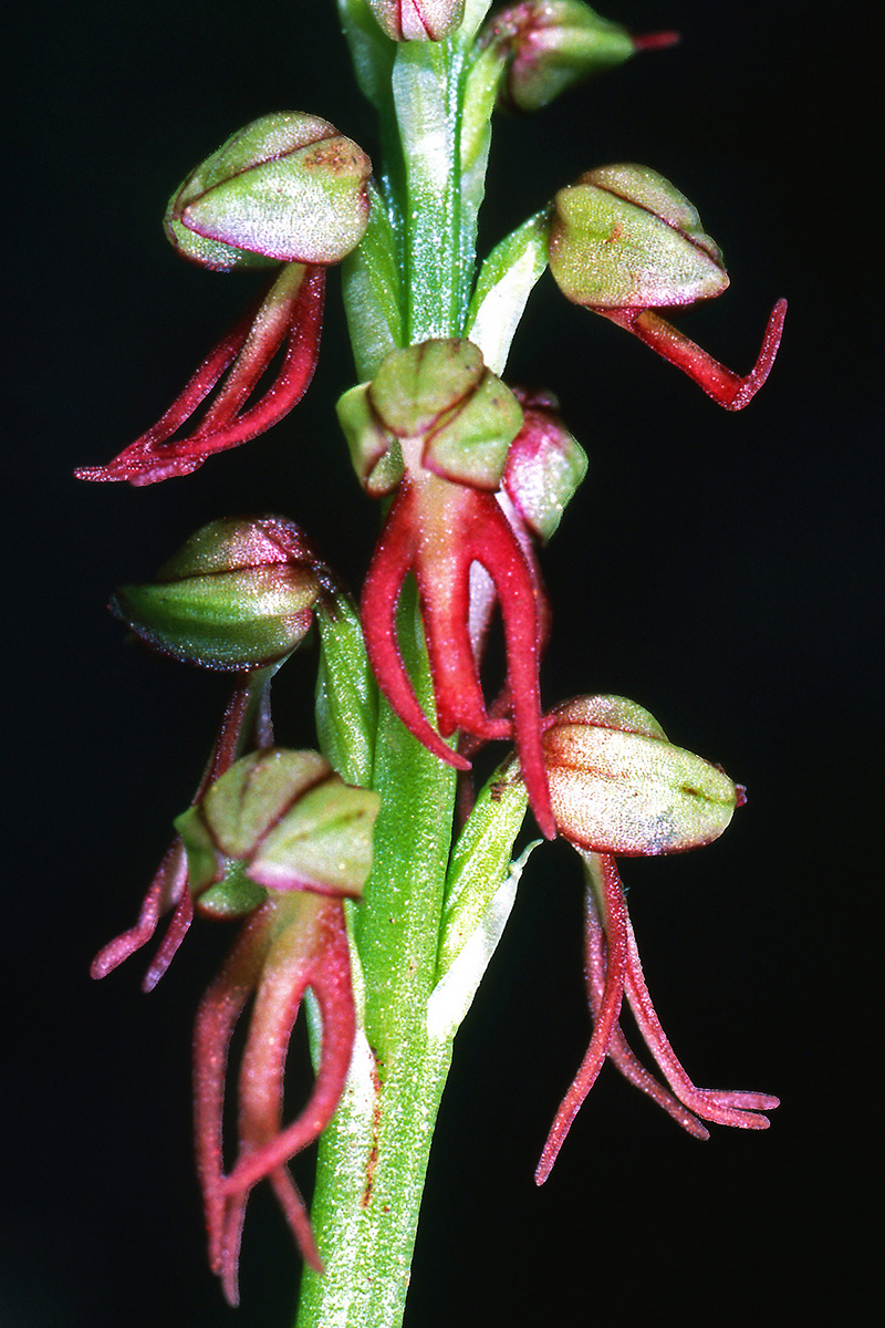 Orchidaceae Orchis anthropophora