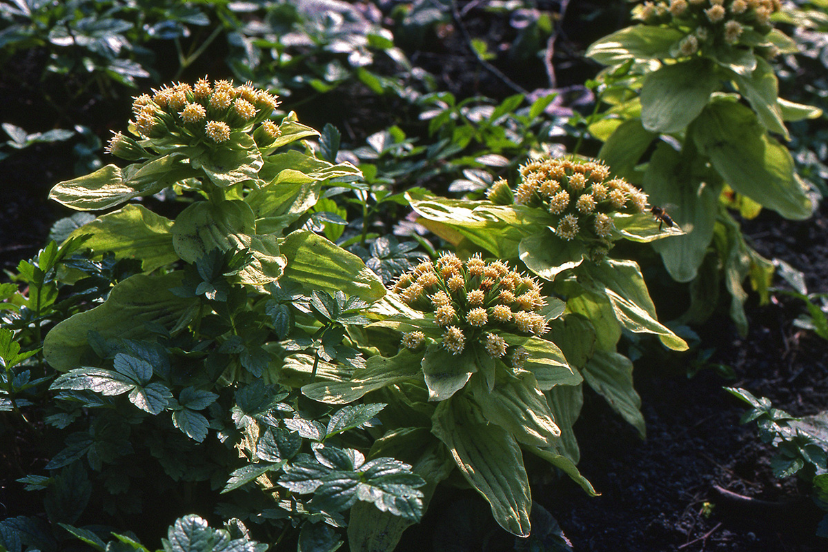 Asteraceae Petasites japonicus