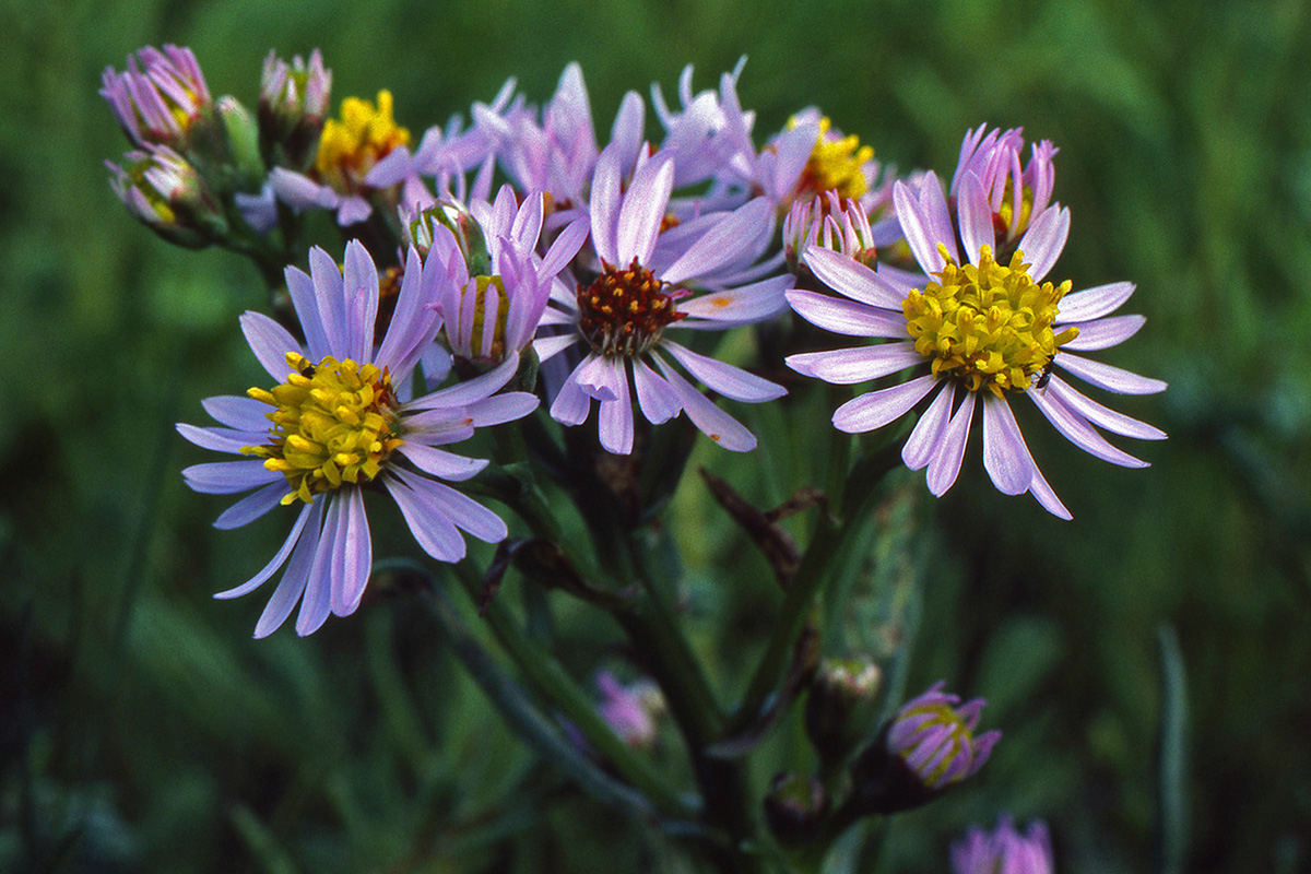 Asteraceae Tripolium pannonicum