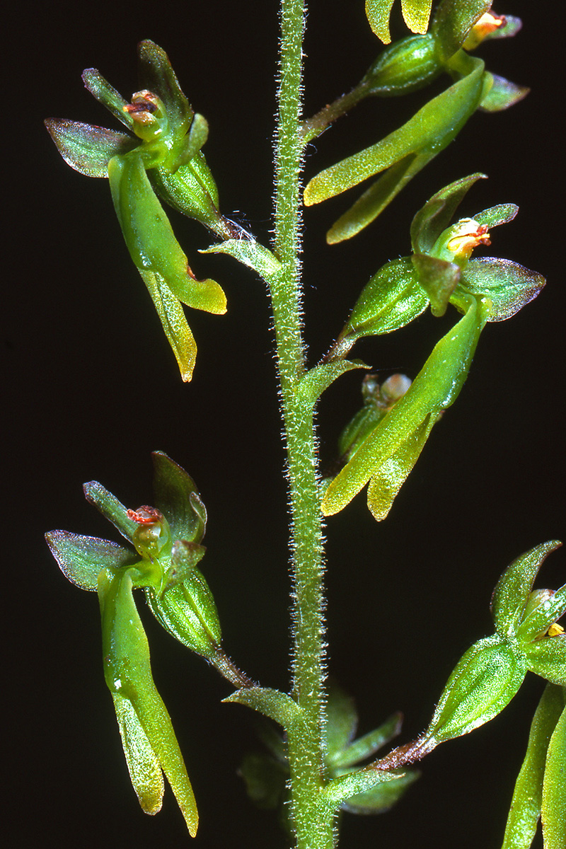 Orchidaceae Neottia ovata