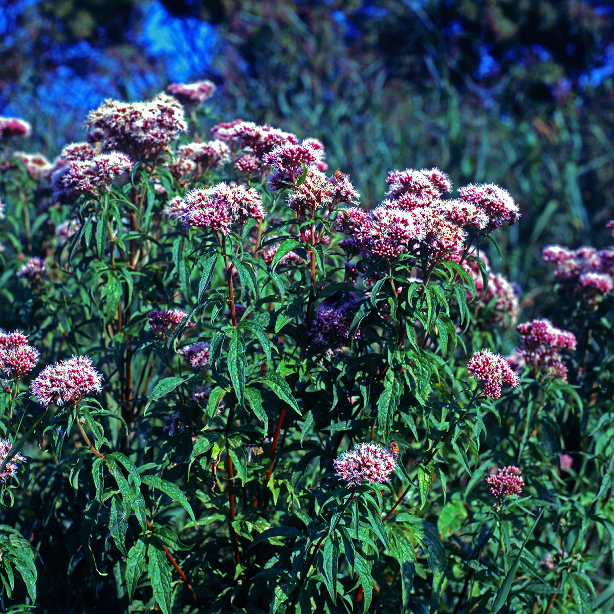 Asteraceae Eupatorium cannabinum