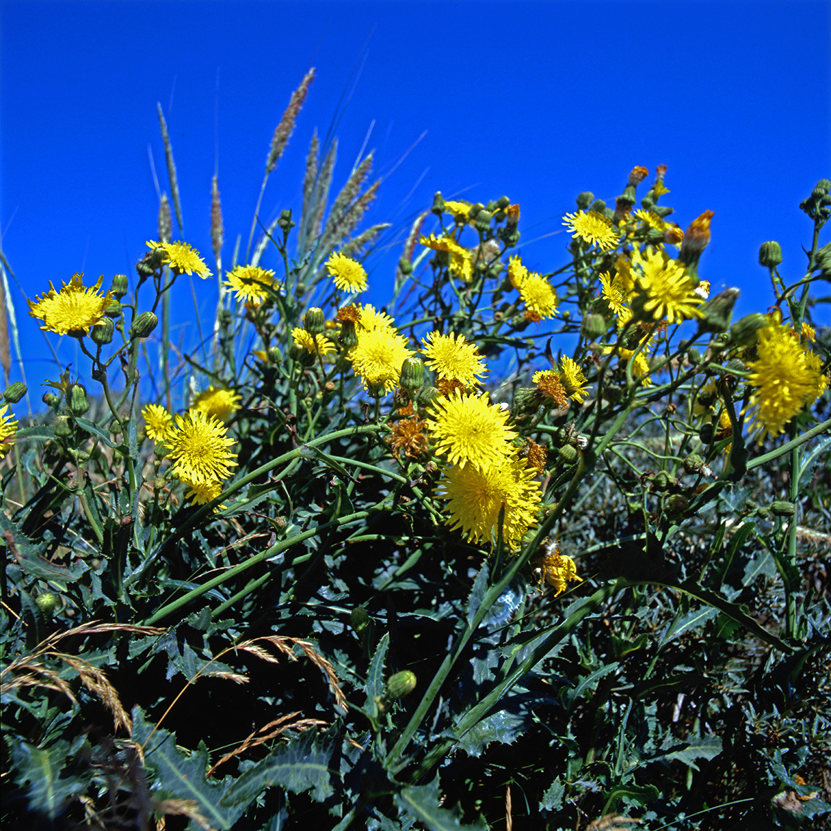 Asteraceae Sonchus arvensis