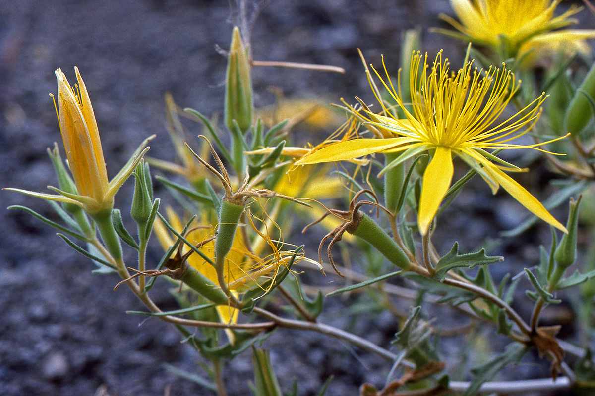Loasaceae Mentzelia laevicaulis