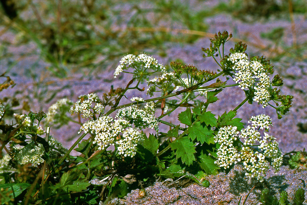 Apiaceae Pimpinella saxifraga