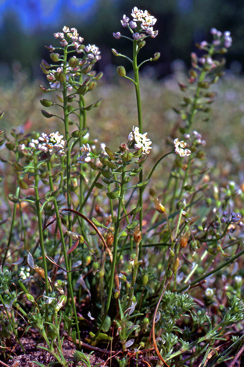 Brassicaceae Teesdalia nudicaulis