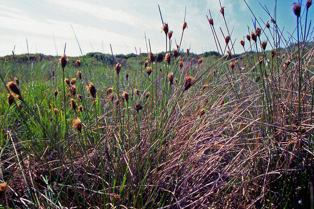 Cyperaceae Schoenus nigricans