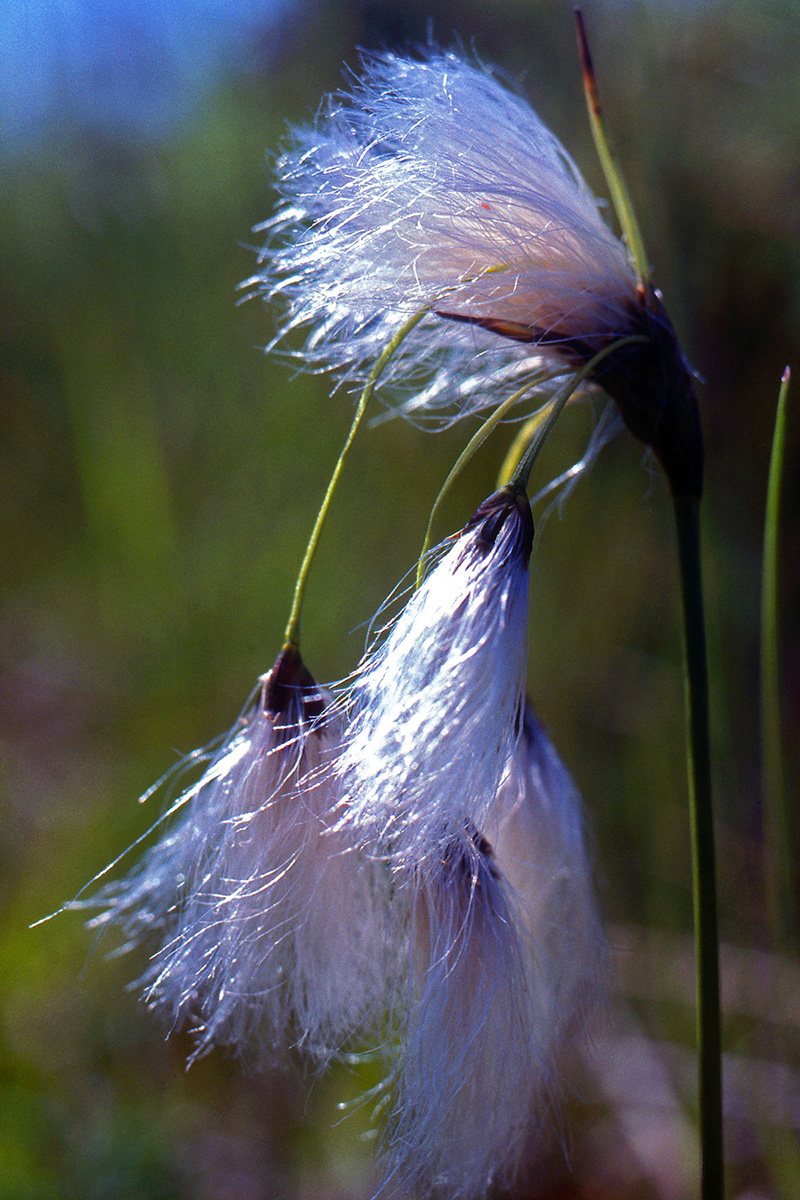Cyperaceae Eriophorum latifolium