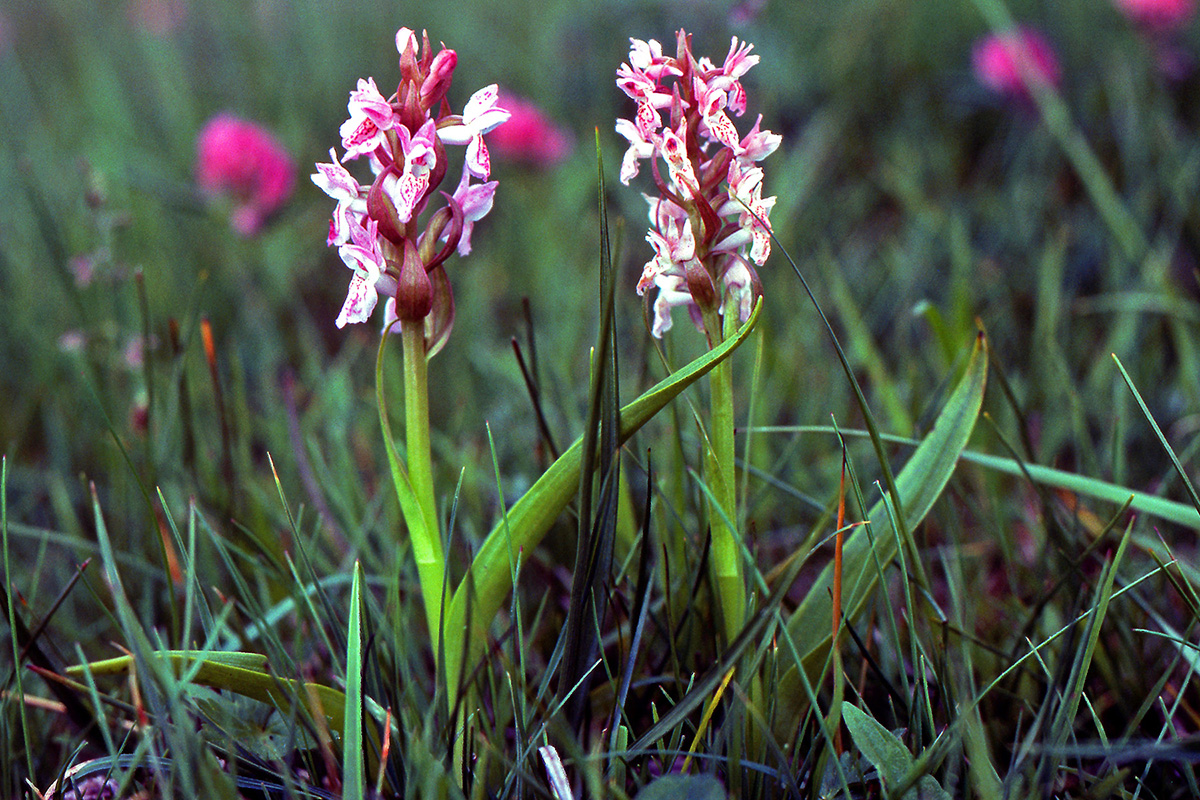 Orchidaceae Dactylorhiza incarnata