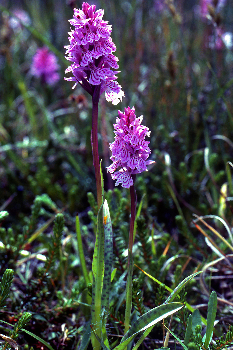 Orchidaceae Dactylorhiza maculata