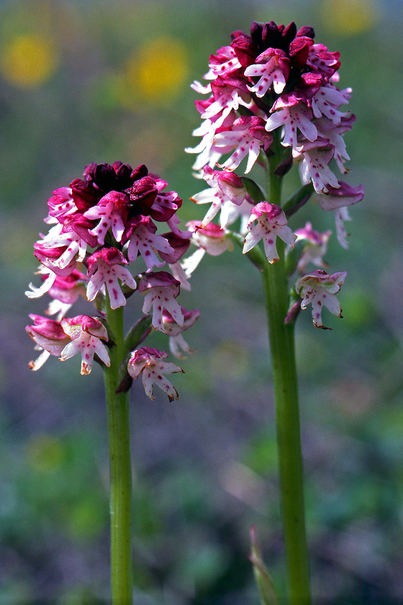 Orchidaceae Neotinea ustulata