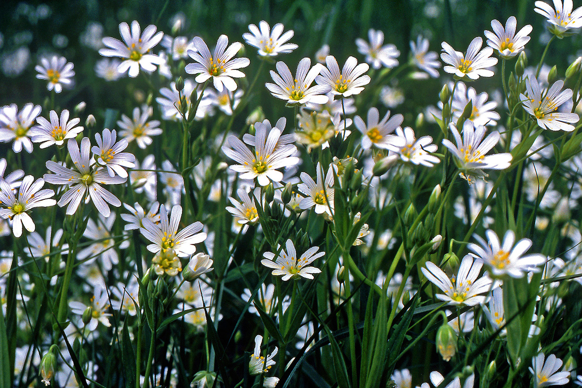 Caryophyllaceae Stellaria holostea