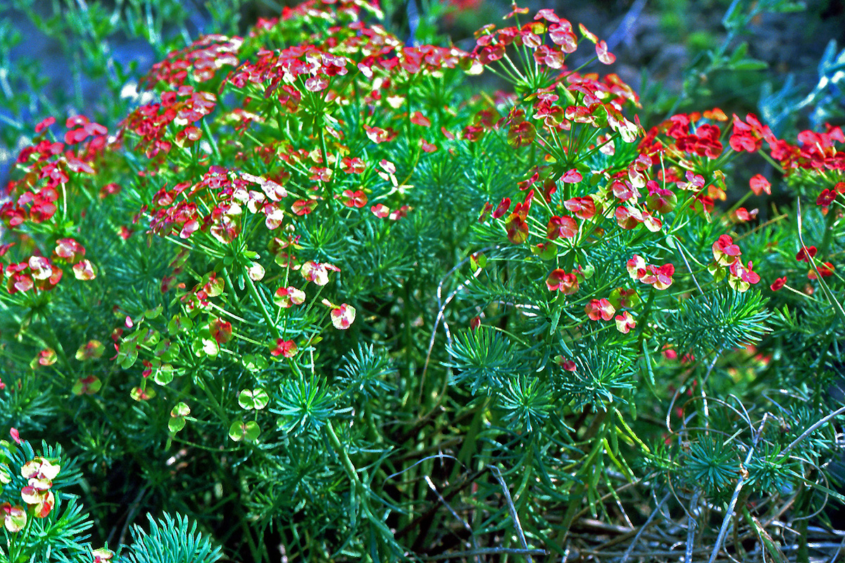 Euphorbiaceae Euphorbia cyparissias