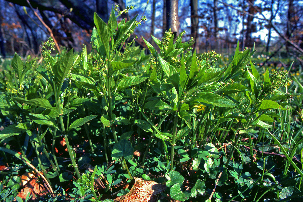 Euphorbiaceae Mercurialis perennis