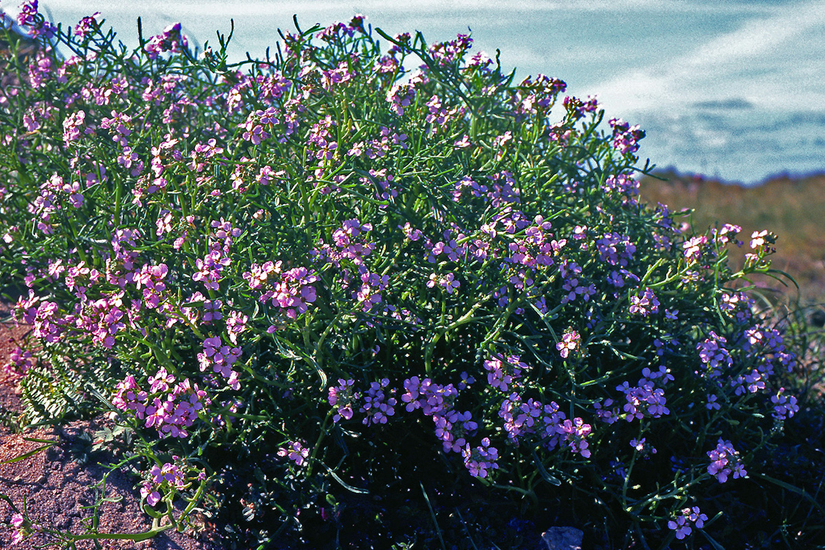 Brassicaceae Cakile maritima