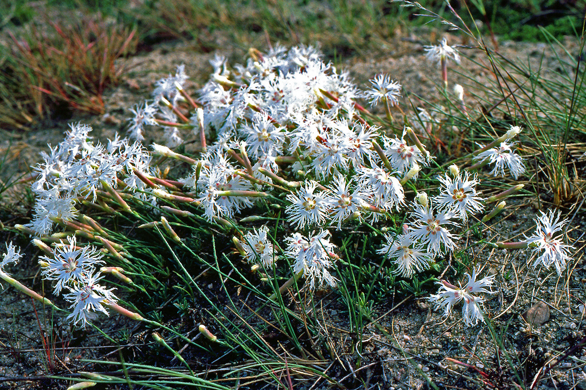 Caryophyllaceae Dianthus arenarius