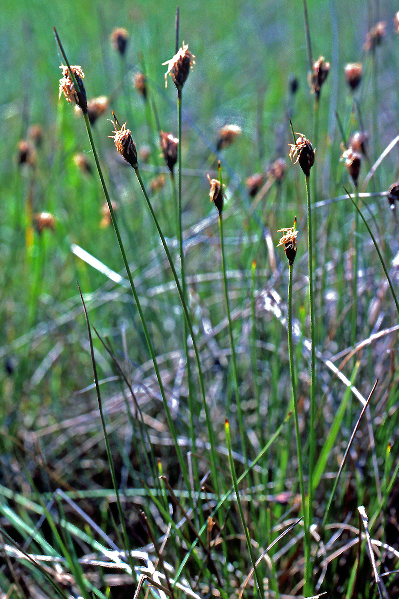 Cyperaceae Schoenus nigricans