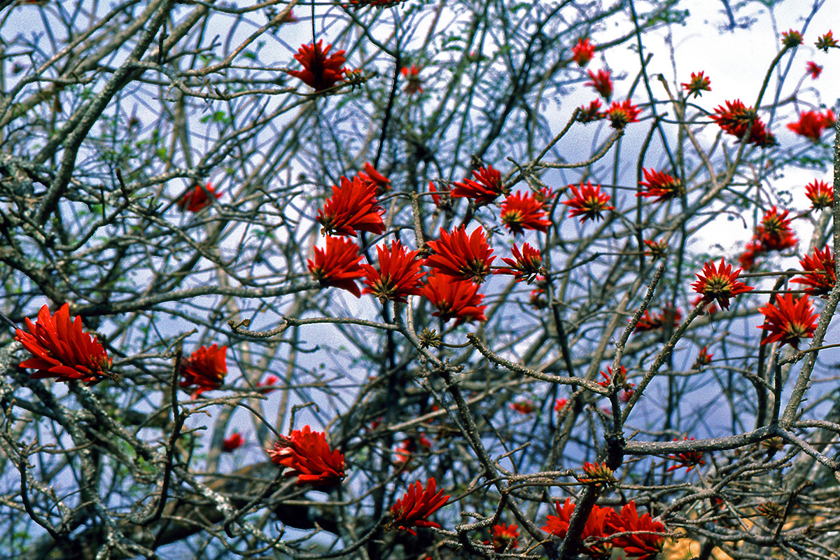 Fabaceae Erythrina lysistemon