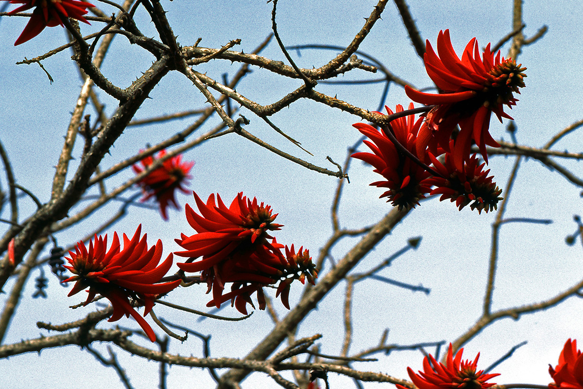 Fabaceae Erythrina lysistemon