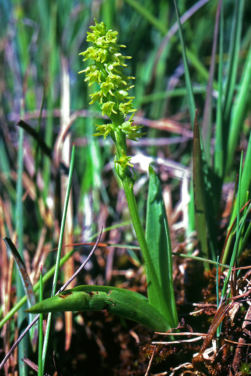 Orchidaceae Herminium monorchis