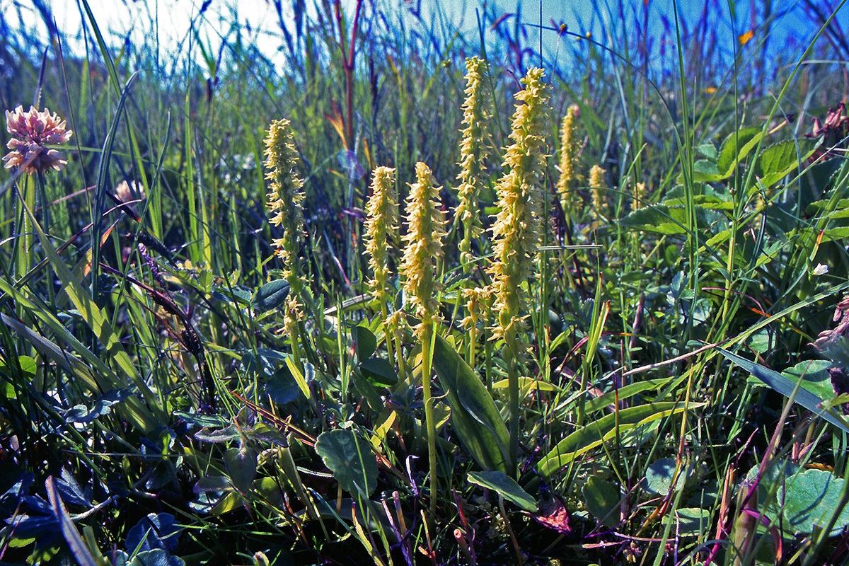 Orchidaceae Herminium monorchis