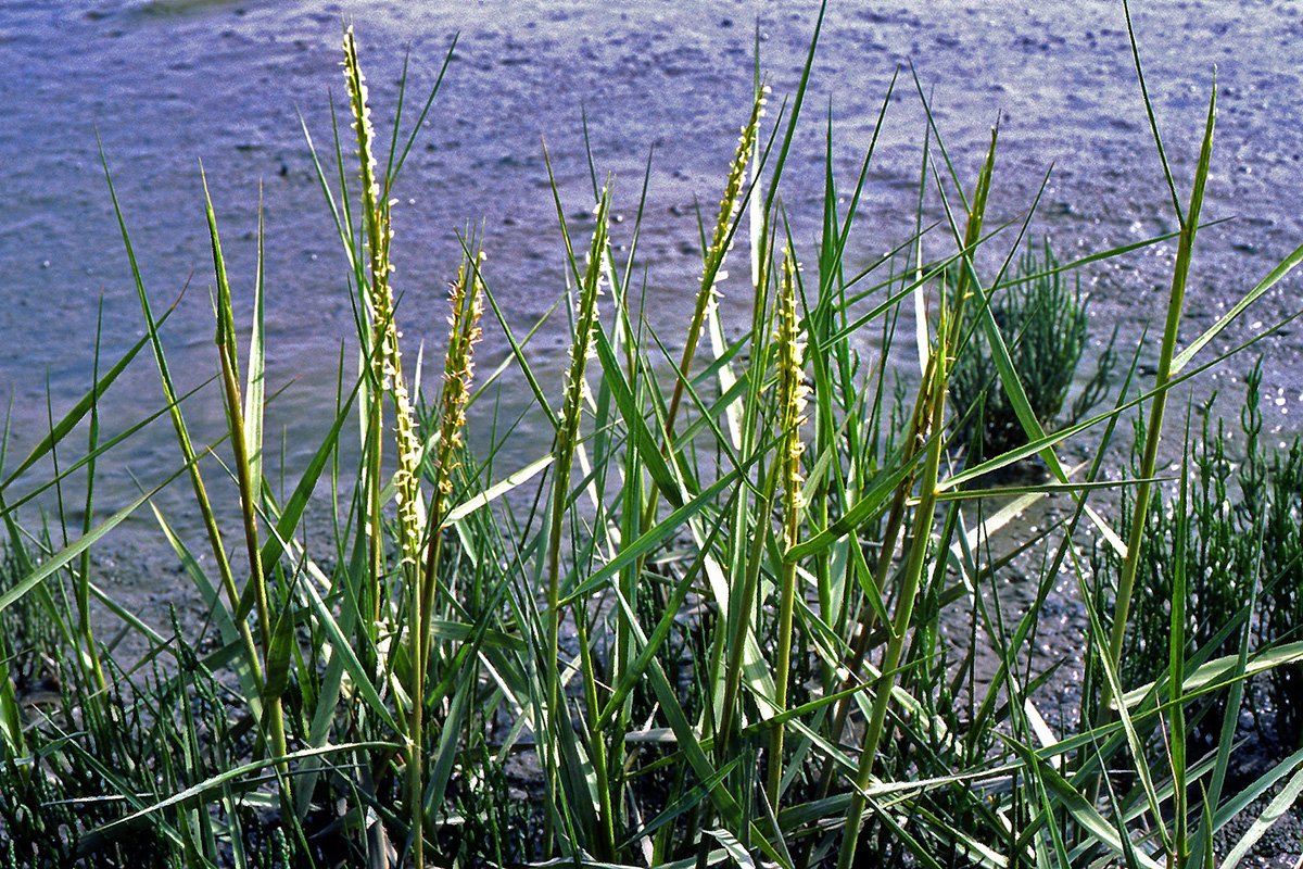 Poaceae Spartina anglica