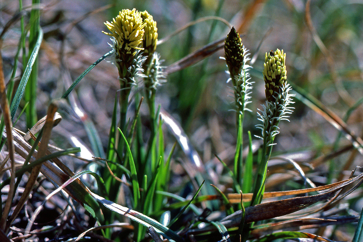 Cyperaceae Carex caryophyllea