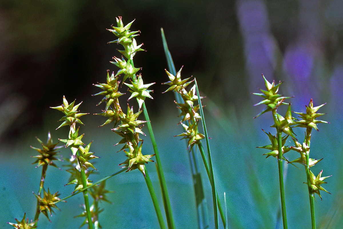 Cyperaceae Carex echinata