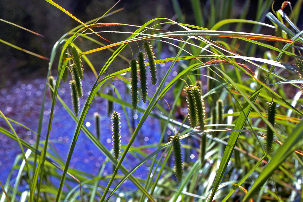 Cyperaceae Carex pseudocyperus