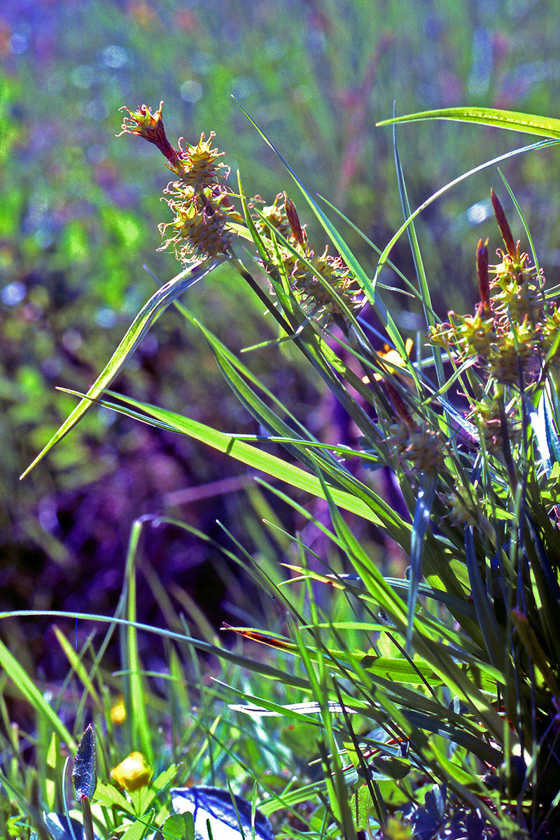 Cyperaceae Carex flava