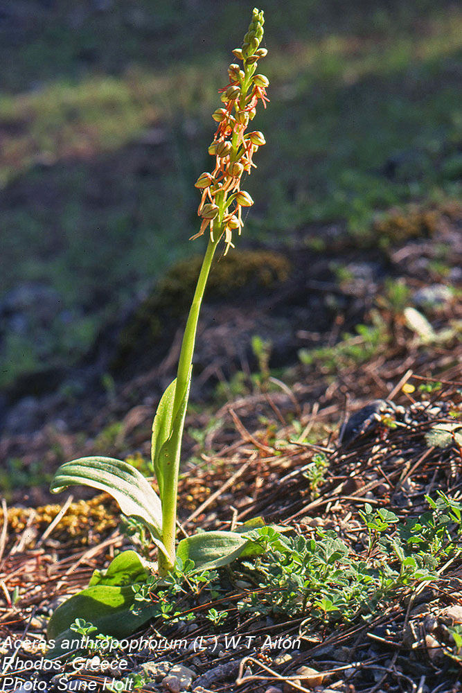 Orchidaceae Aceras anthropophorum