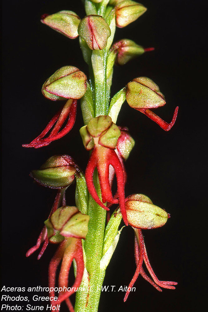 Orchidaceae Aceras anthropophorum