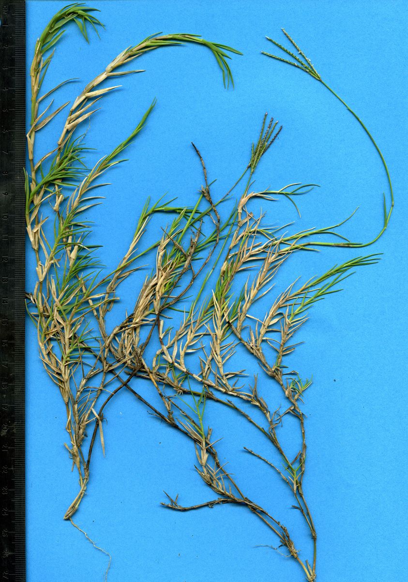 Poaceae Cynodon dactylon