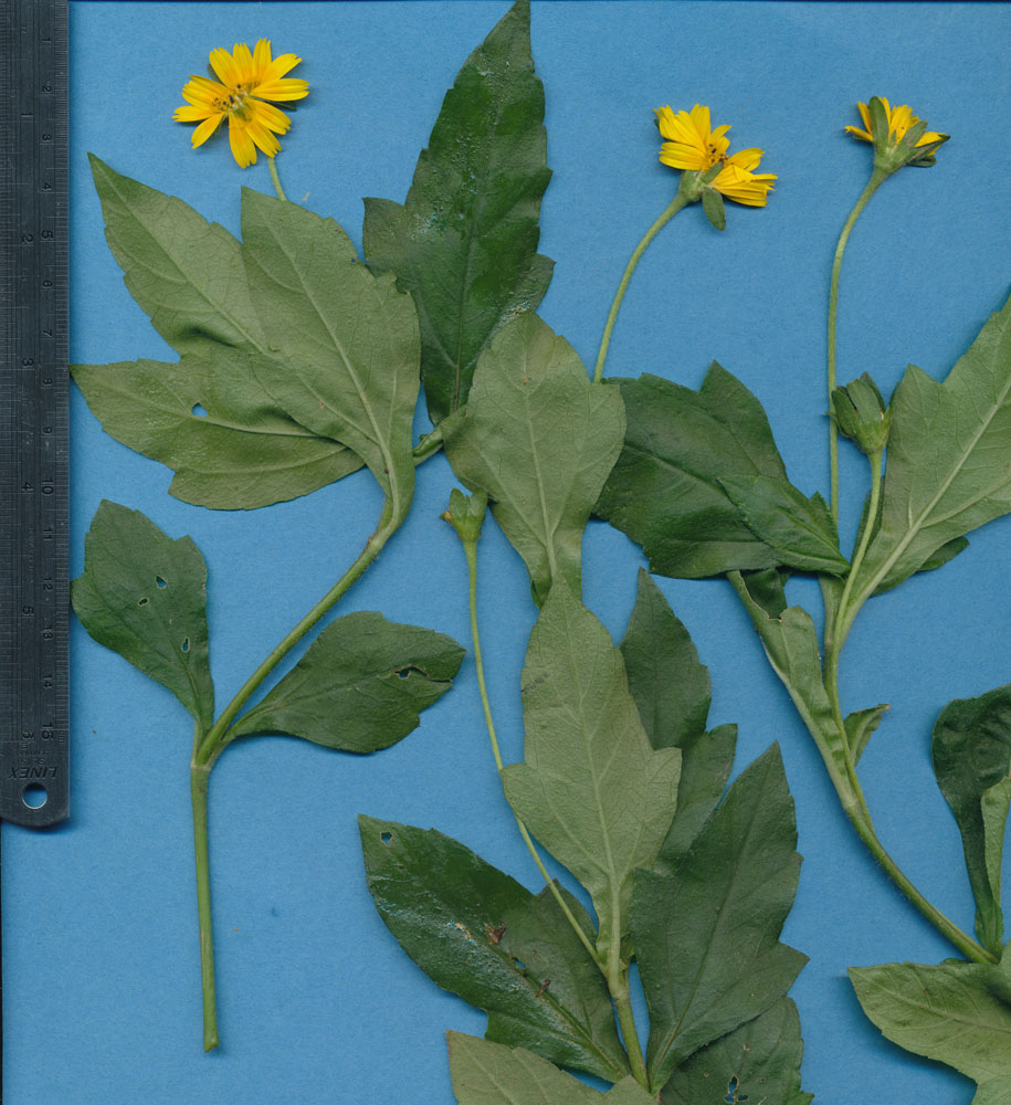 Asteraceae Sphagneticola trilobata