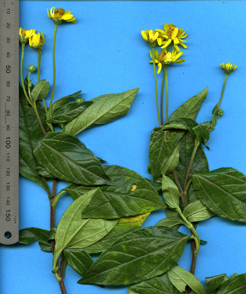 Asteraceae Acmella papposa