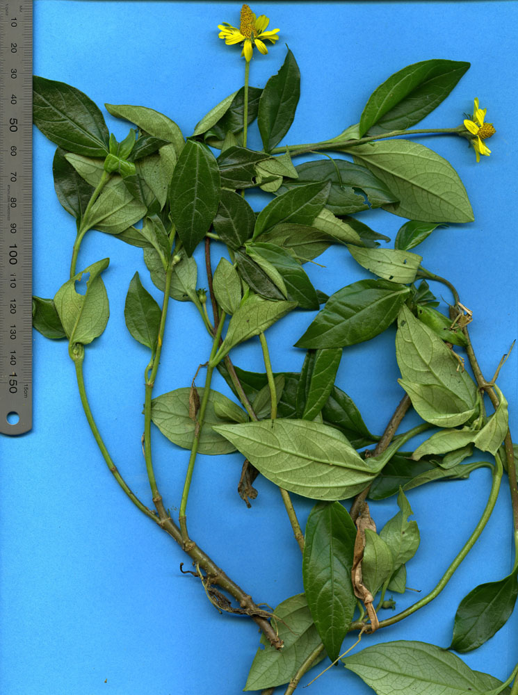 Asteraceae Acmella papposa