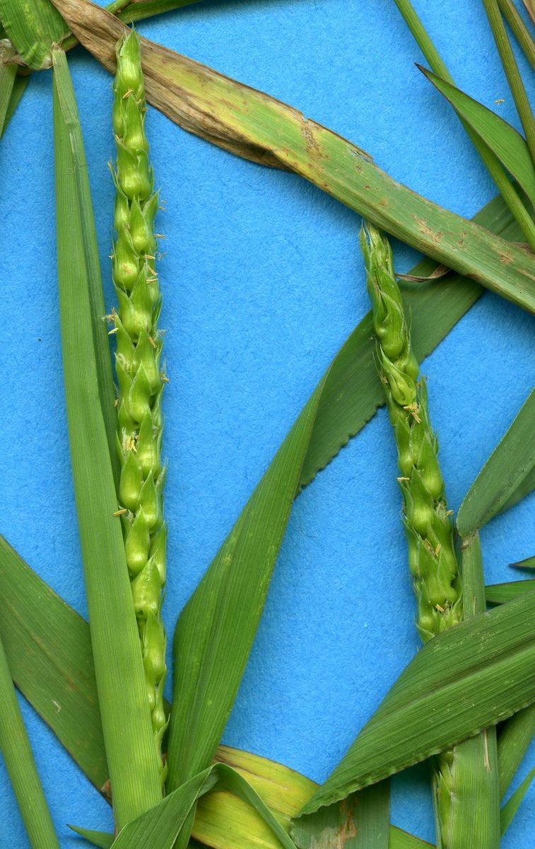 Poaceae Anthephora hermaphrodita