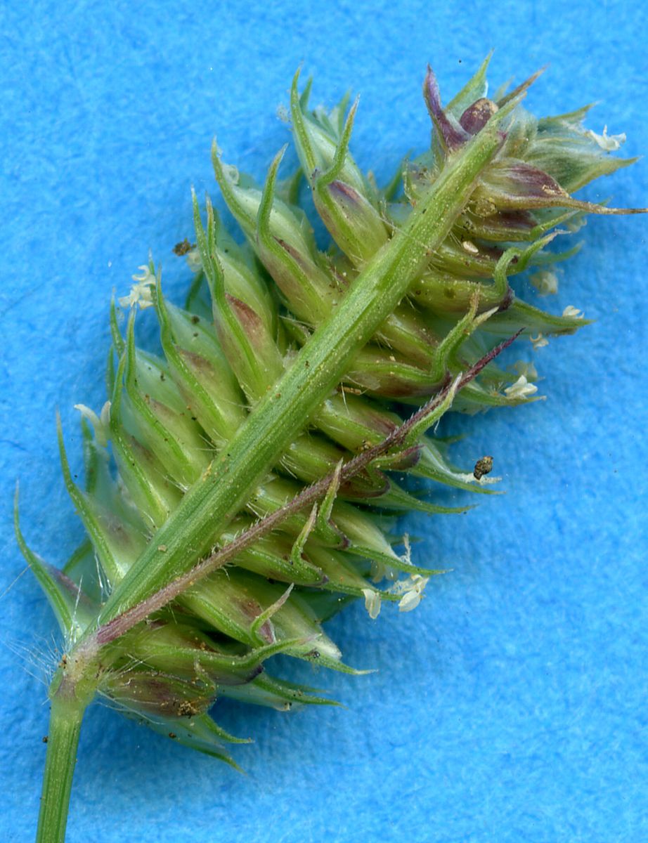 Poaceae Dactyloctenium aegyptium