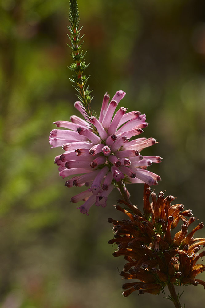 Ericaceae Erica verticillata