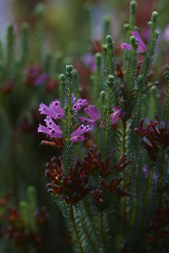 Ericaceae Erica verticillata