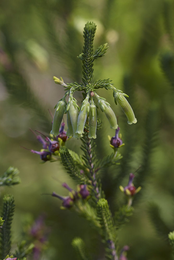 Ericaceae Erica brachialis