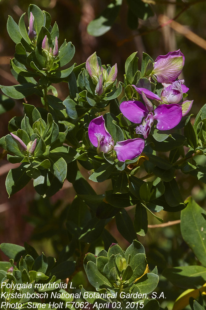 Polygalaceae Polygala myrtifolia