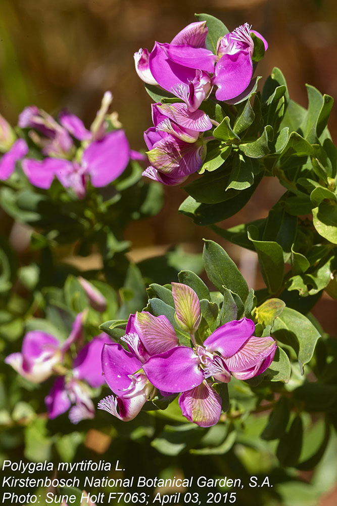 Polygalaceae Polygala myrtifolia