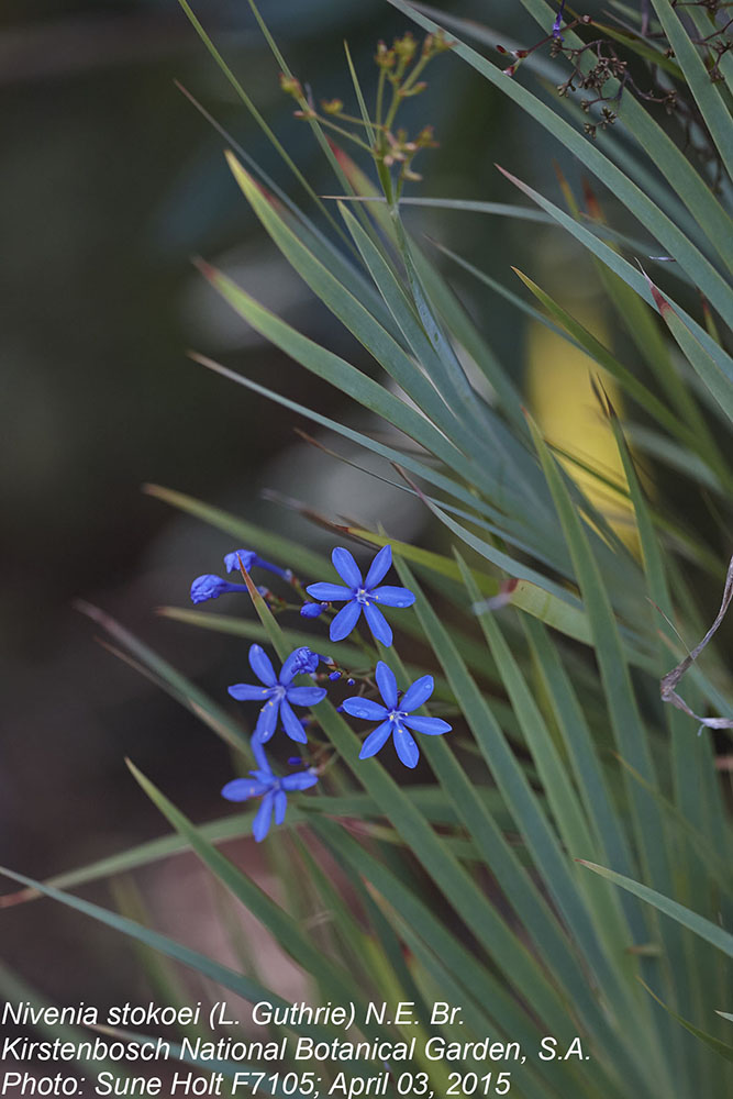 Iridaceae Nivenia stokoei