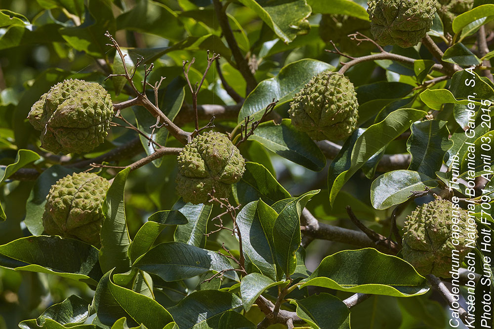 Rutaceae Calodendrum capense