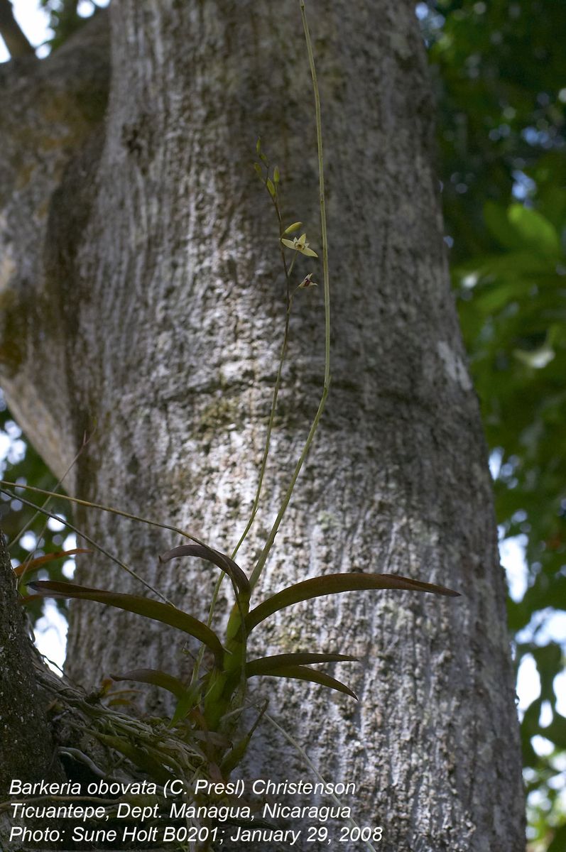 Orchidaceae Barkeria obovata