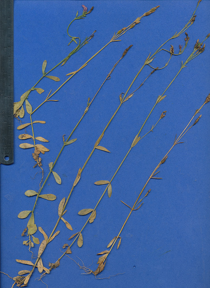 Gentianaceae Centaurium pauciflorum